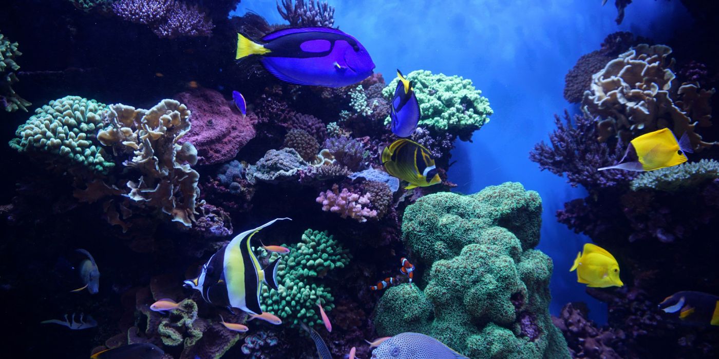 Palma Aquarium – Faszinierende Unterwasserwelt für die ganze Familie
