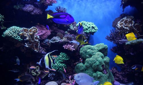 Palma Aquarium – Faszinierende Unterwasserwelt für die ganze Familie
