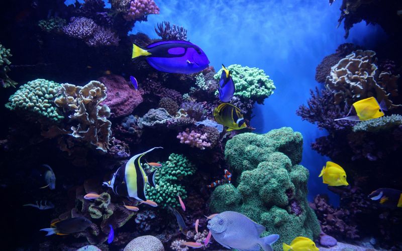 Palma Aquarium – Faszinierende Unterwasserwelt für die ganze Familie